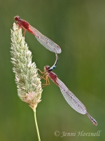 Red and Blue Damselfly - Xanthagrion erythroneurum - in tandem 2