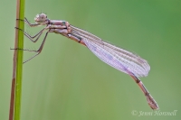 Damselfly - teneral 2225