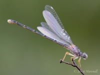 Aurora Bluetail Damselfly - Ischnura aurora - teneral