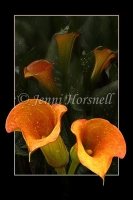 Arum-Lilies-1