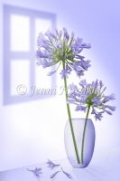 Blue-5