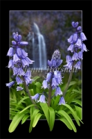 Bluebells-Waterfall-1