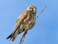 Brown-Hawk-1