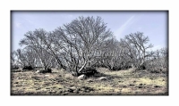 Burnt-Snowgums-1
