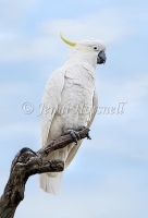 Cockatoo-2-1