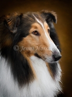 Collie-Dog-1