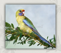 Eastern-Yellow-Rosella-1