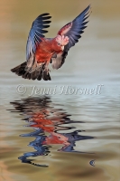 Galah-Reflected-2