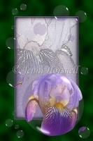 Iris-Bubbles-1