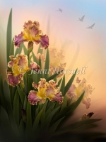 Irises-5