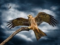 Kite-Landing-1