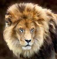 Lion-5
