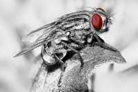 Red-Eye-1