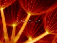 Seed-Heads-1