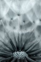 Seed-head-1