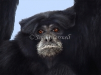 Simiang-Gibbon-1