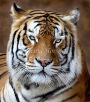 Tiger-5