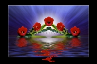 Tulip-Reflections-1