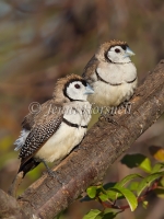 Double-barred Finch - Taeniopygia bichenovii 0207