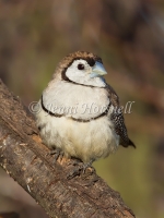 Double-barred Finch - Taeniopygia bichenovii 0216