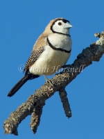 Double-barred Finch - Taeniopygia bichenovii 0278