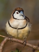 Double-barred Finch - Taeniopygia bichenovii 2228