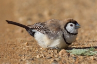 Double-barred Finch - Taeniopygia bichenovii 2716