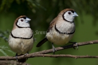 Double-barred Finch - Taeniopygia bichenovii 5341