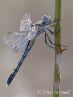 Blue Skimmer -  Orthetrum caledonicum - female 5524