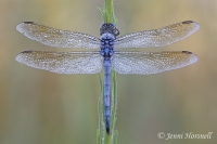Blue Skimmer -  Orthetrum caledonicum - male 3876