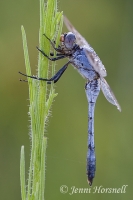 Blue Skimmer -  Orthetrum caledonicum - male 3886