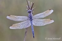 Blue Skimmer -  Orthetrum caledonicum - male 4695