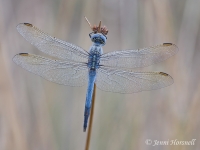 Blue Skimmer -  Orthetrum caledonicum - male 5731