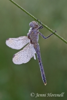 Blue Skimmer -  Orthetrum caledonicum - male 5749