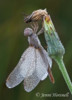 Scarlet Percher - Diplacodes haematodes - female 6651