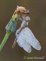 Scarlet Percher - Diplacodes haematodes - female 6660