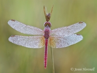 Wandering Percher - Diplacodes bipunctata - male 5867