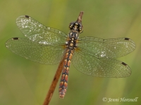 Eastern Pygmyfly - Nannophya dalei - female 1635