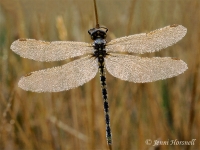 Dragonfly and dew