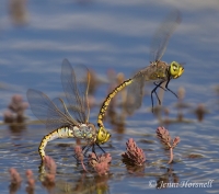 Australian Emperor Dragonfly - Hemianax papuensis  0369