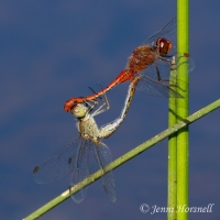 Wandering Percher - Diplacodes bipunctata - mating wheel 0118