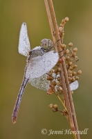 Scarlet Percher - Diplacodes haematodes - female 4501