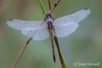 Scarlet Percher - Diplacodes haematodes - female 5275