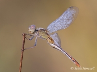 Scarlet Percher - Diplacodes haematodes - female 6010