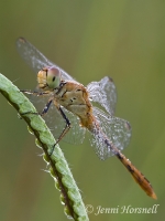 Scarlet Percher - Diplacodes haematodes - female 4122