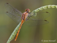 Scarlet Percher - Diplacodes haematodes - female 4139