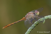 Scarlet Percher - Diplacodes haematodes - female 4144