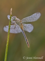 Scarlet Percher - Diplacodes haematodes - female 4476