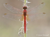 Scarlet Percher - Diplacodes haematodes - male 5533