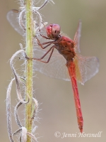 Scarlet Percher - Diplacodes haematodes - male 5538